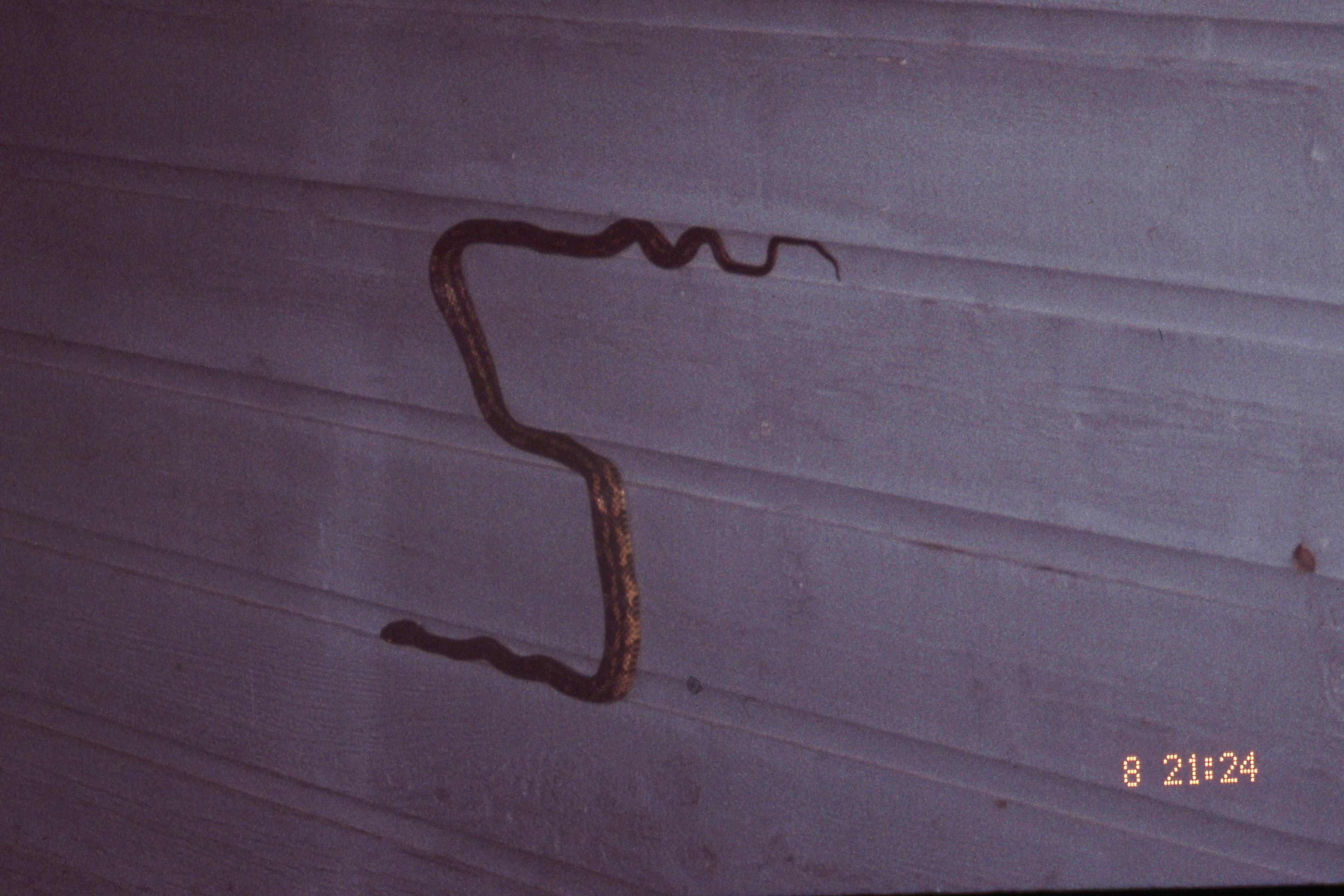 2_Slide31_9June_NRO_SNAKE_img467.jpg