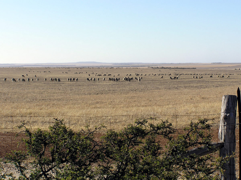 Fence_Sheep_800.jpg