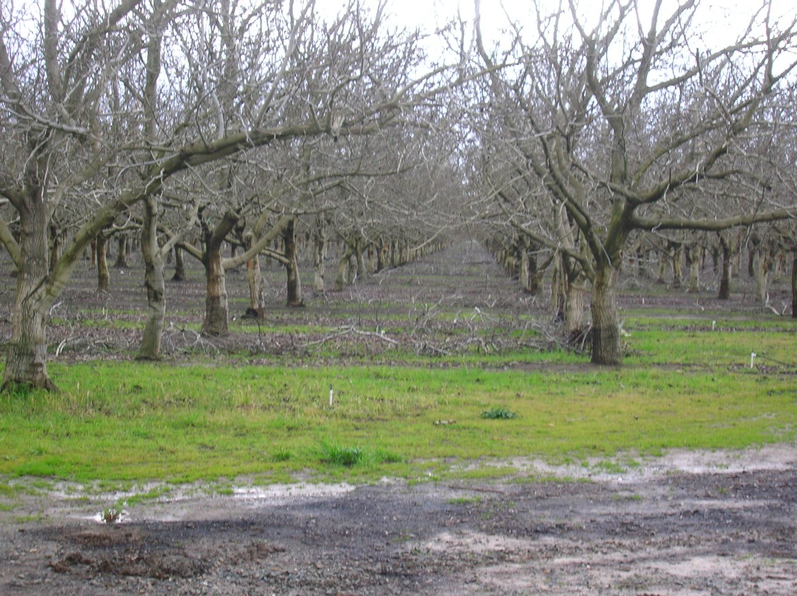 Orchard36.jpg