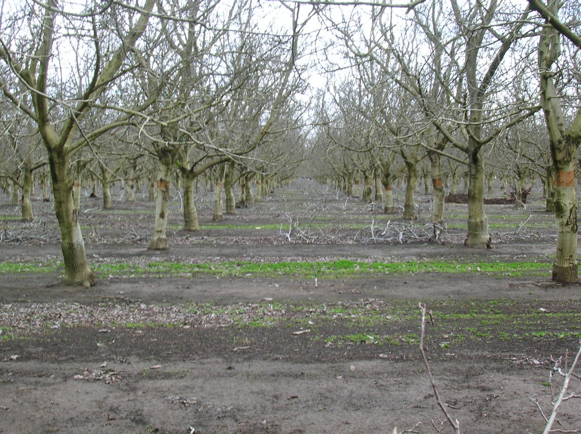 Orchard42.jpg