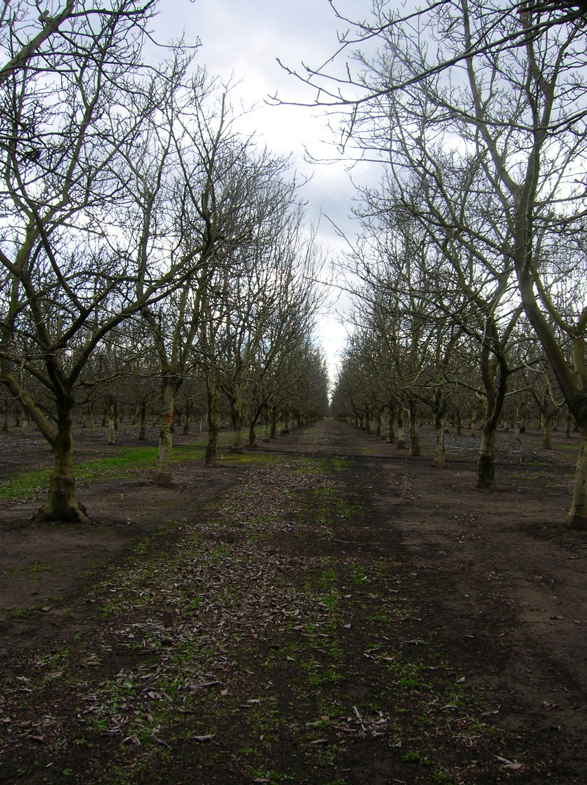 Orchard43.jpg