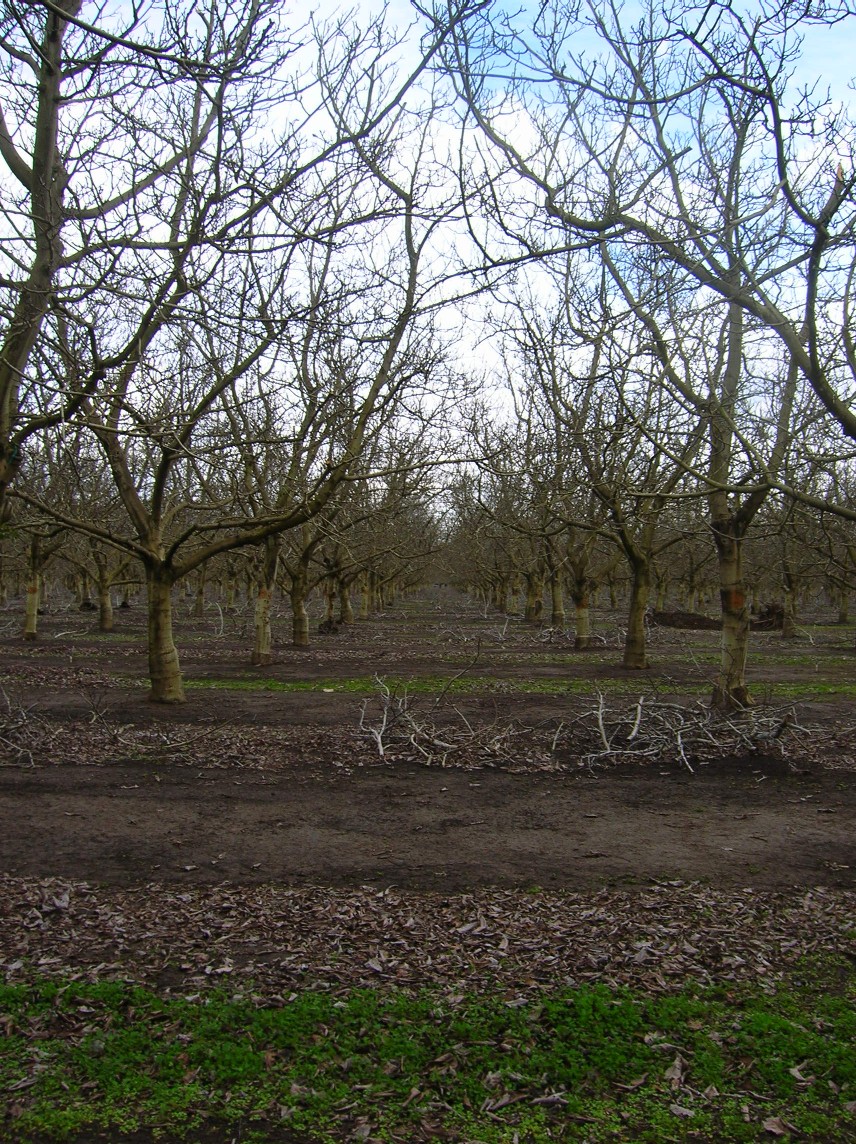 Orchard44.jpg