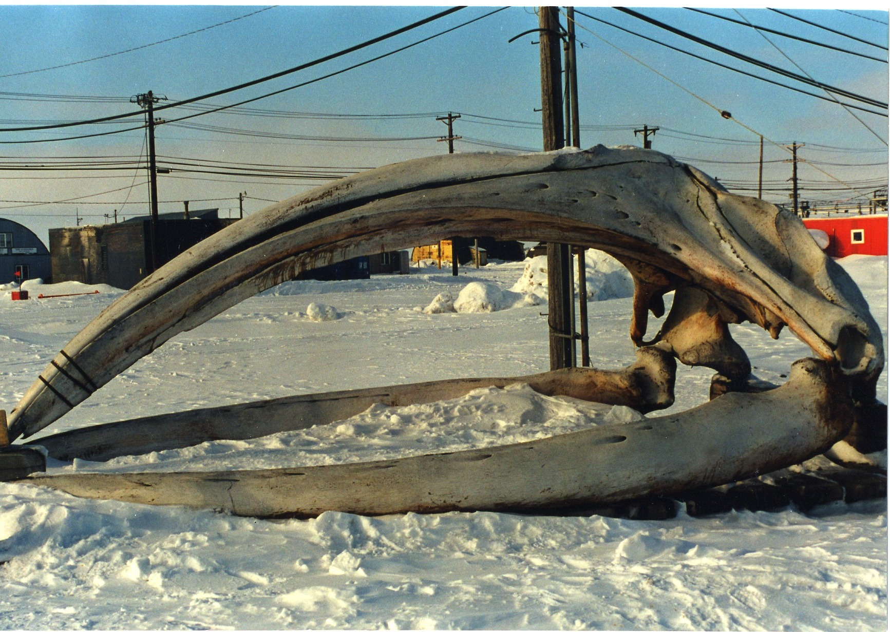 Skull of Bull Head Whale at NARL.jpg