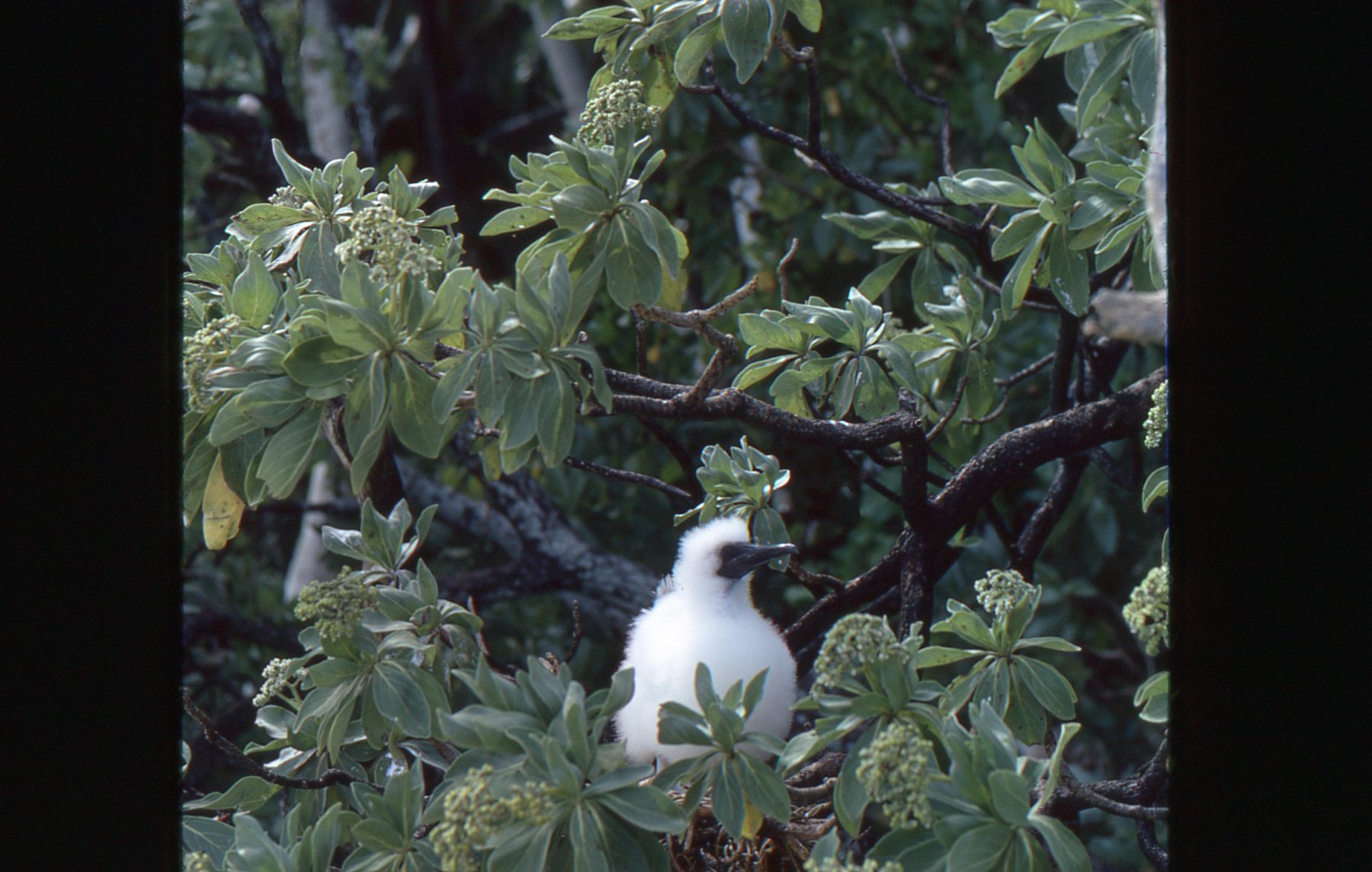 booby_chick.jpg