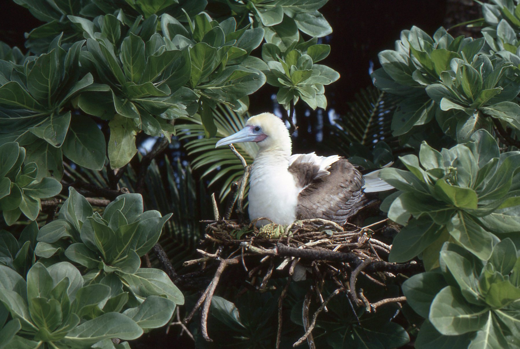 booby_nesting.jpg