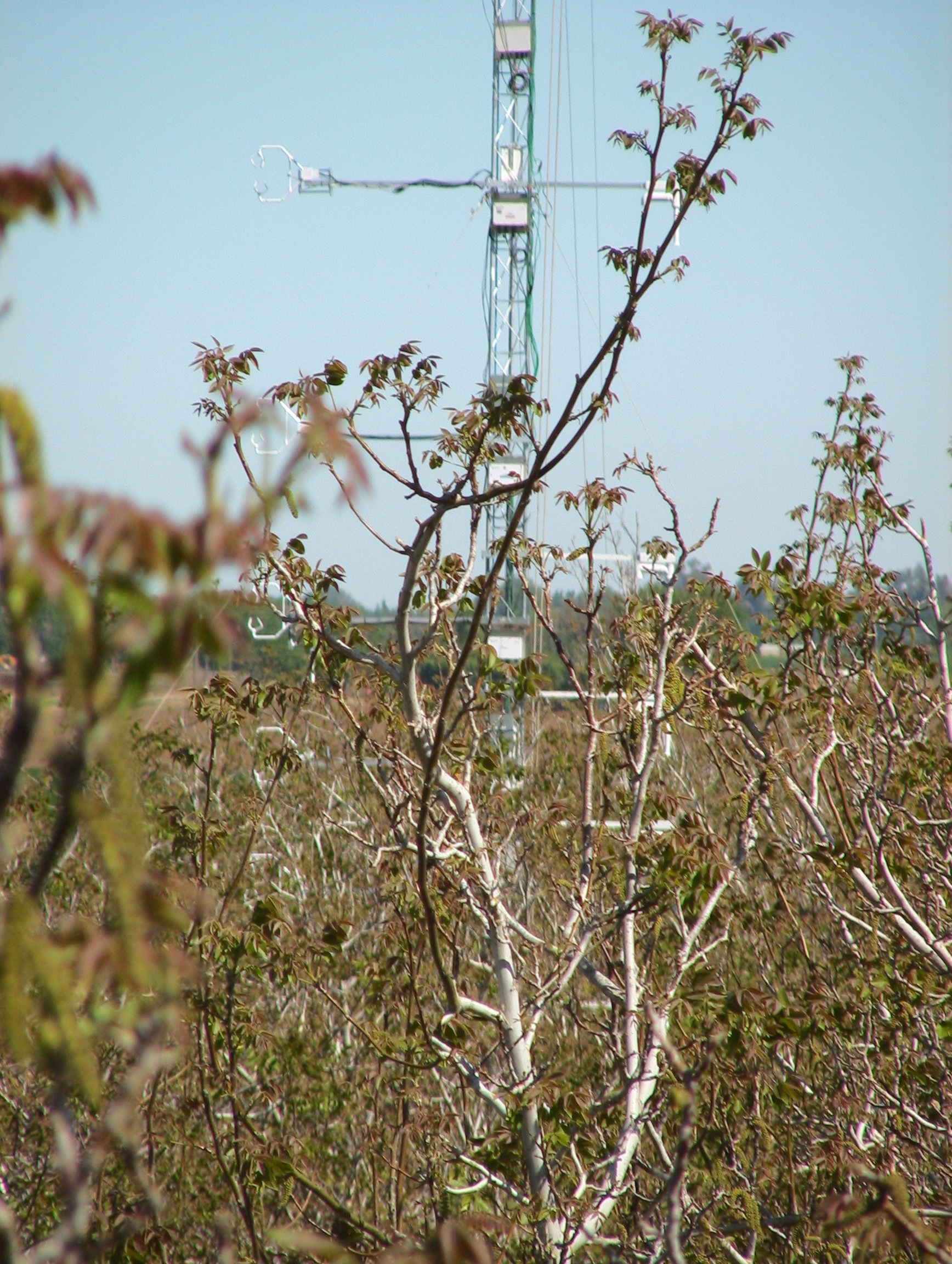 tree-top-30m-041007-1044am.JPG