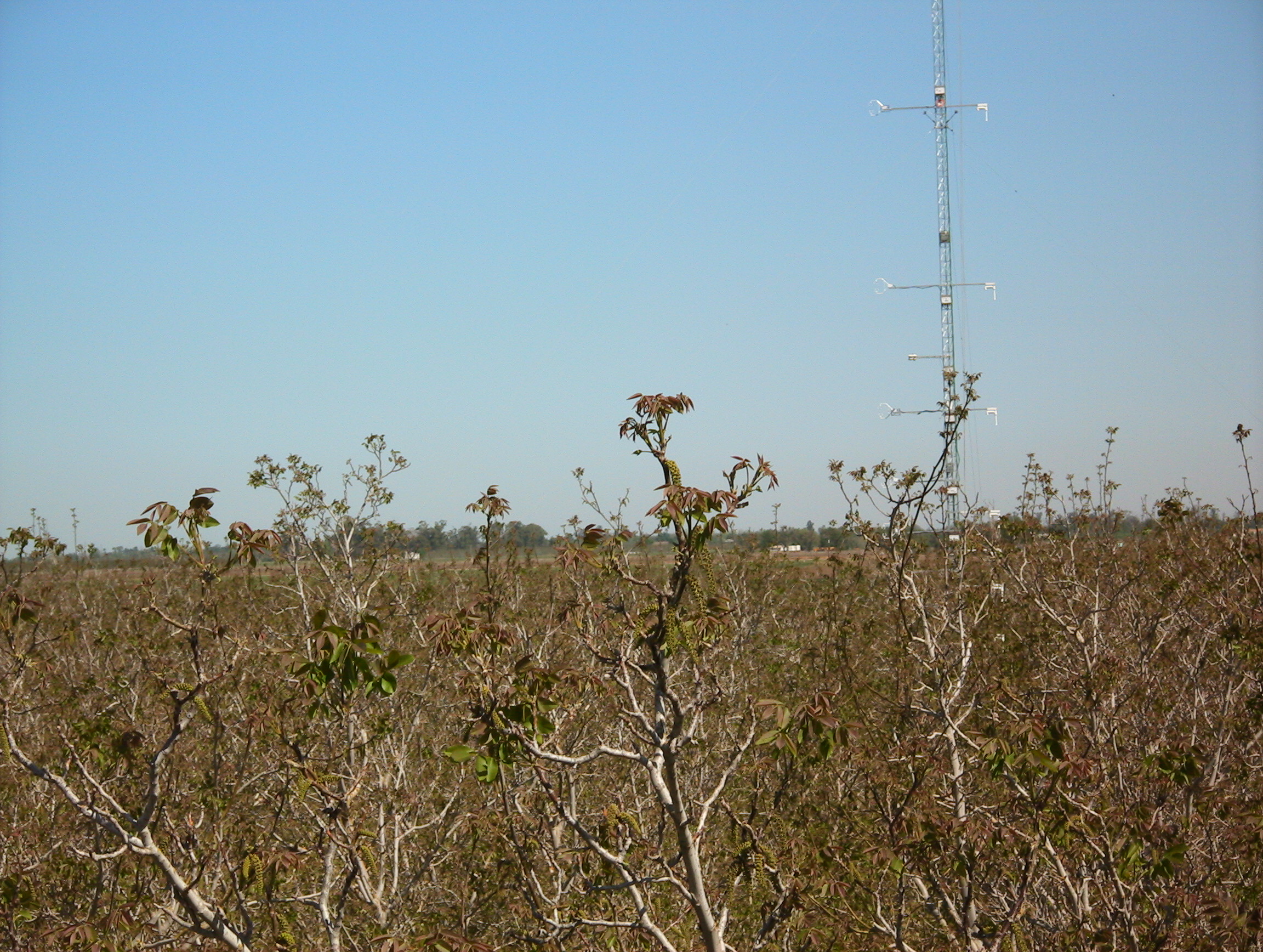 tree-top-30m-041007-1106am.JPG