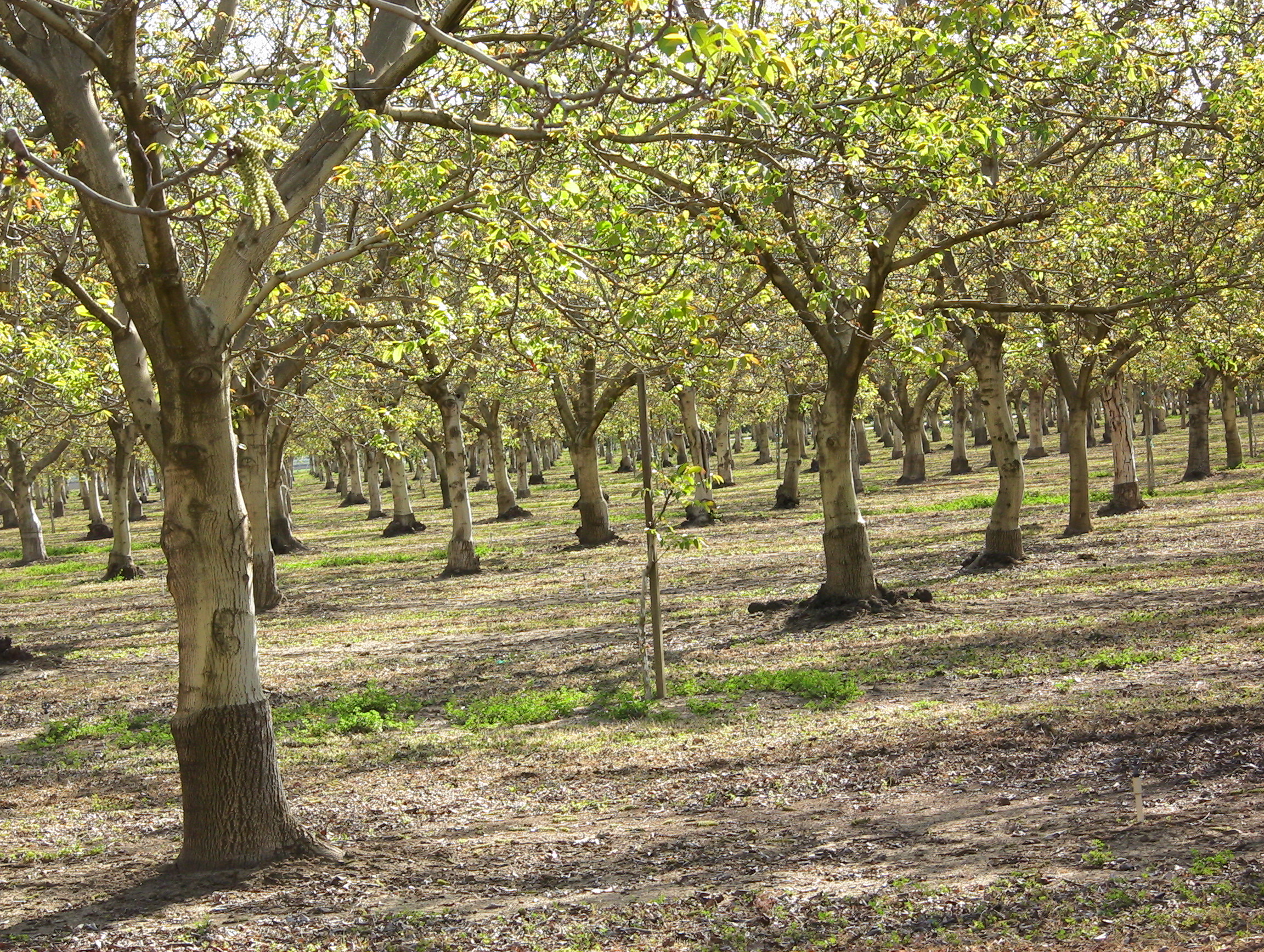 young-tree-040907-922am.JPG